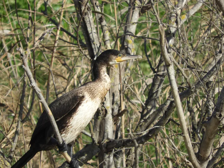 Cormorán en la antigua laguna de La Janda