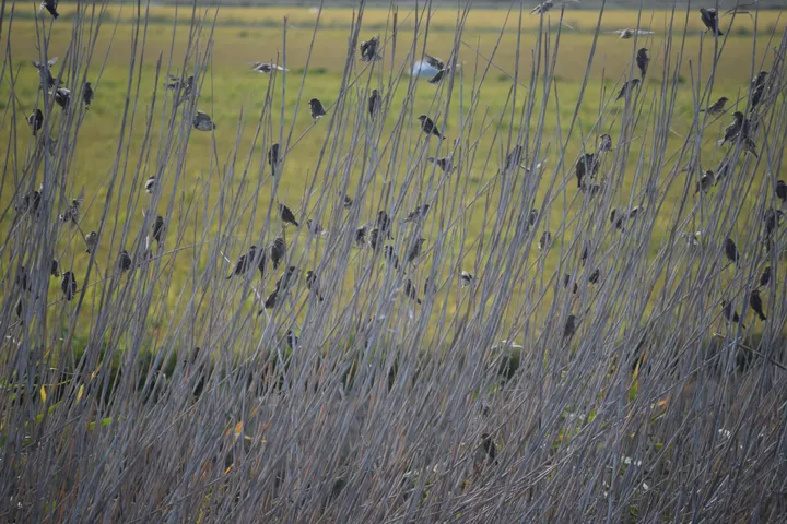 Bandada de gorriones en la antigua Laguna de La Janda