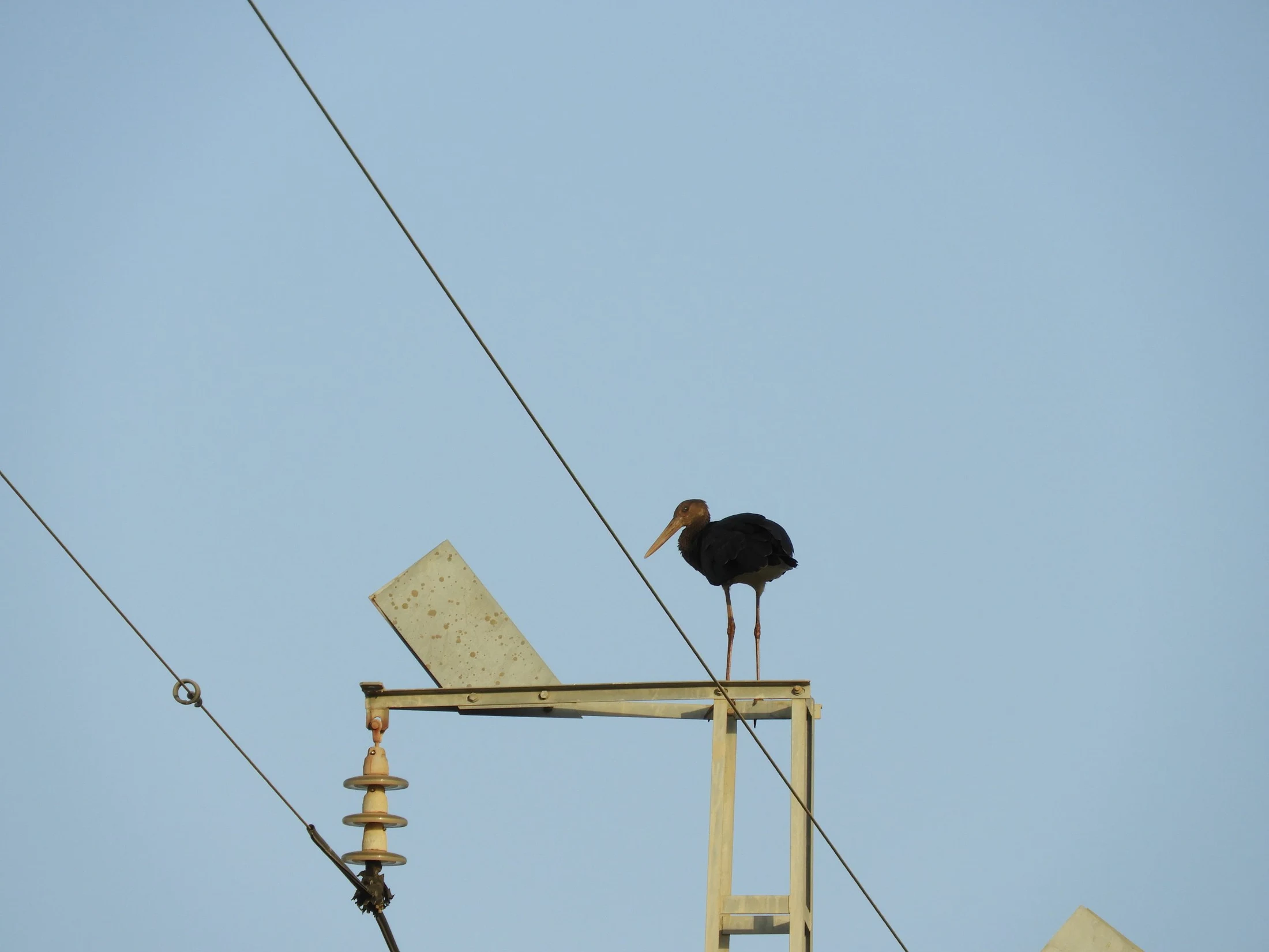 Un encuentro afortunado. Fotografía de David Collis Luque