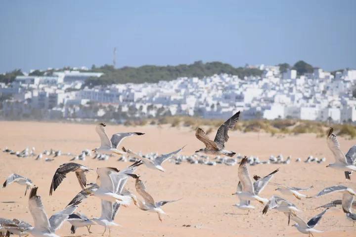 Gaviotas en El Palmar