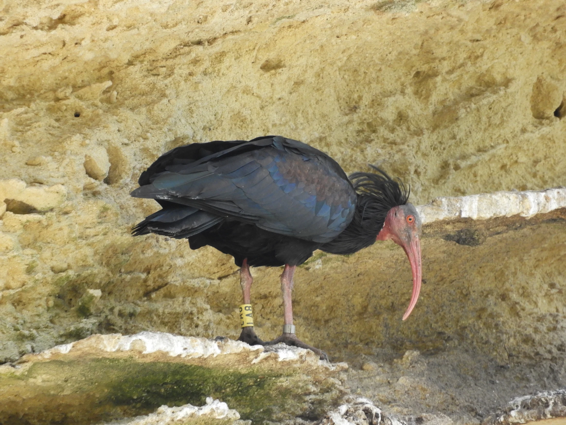 Ibis eremita en La Barca de Vejer de la Fra.. Fotografía de David Collis Luque