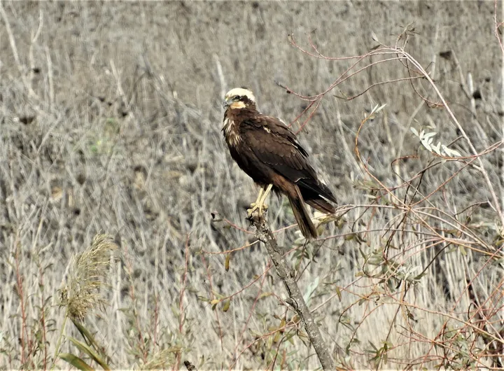 Aguilucho en la antigua Laguna de la Janda