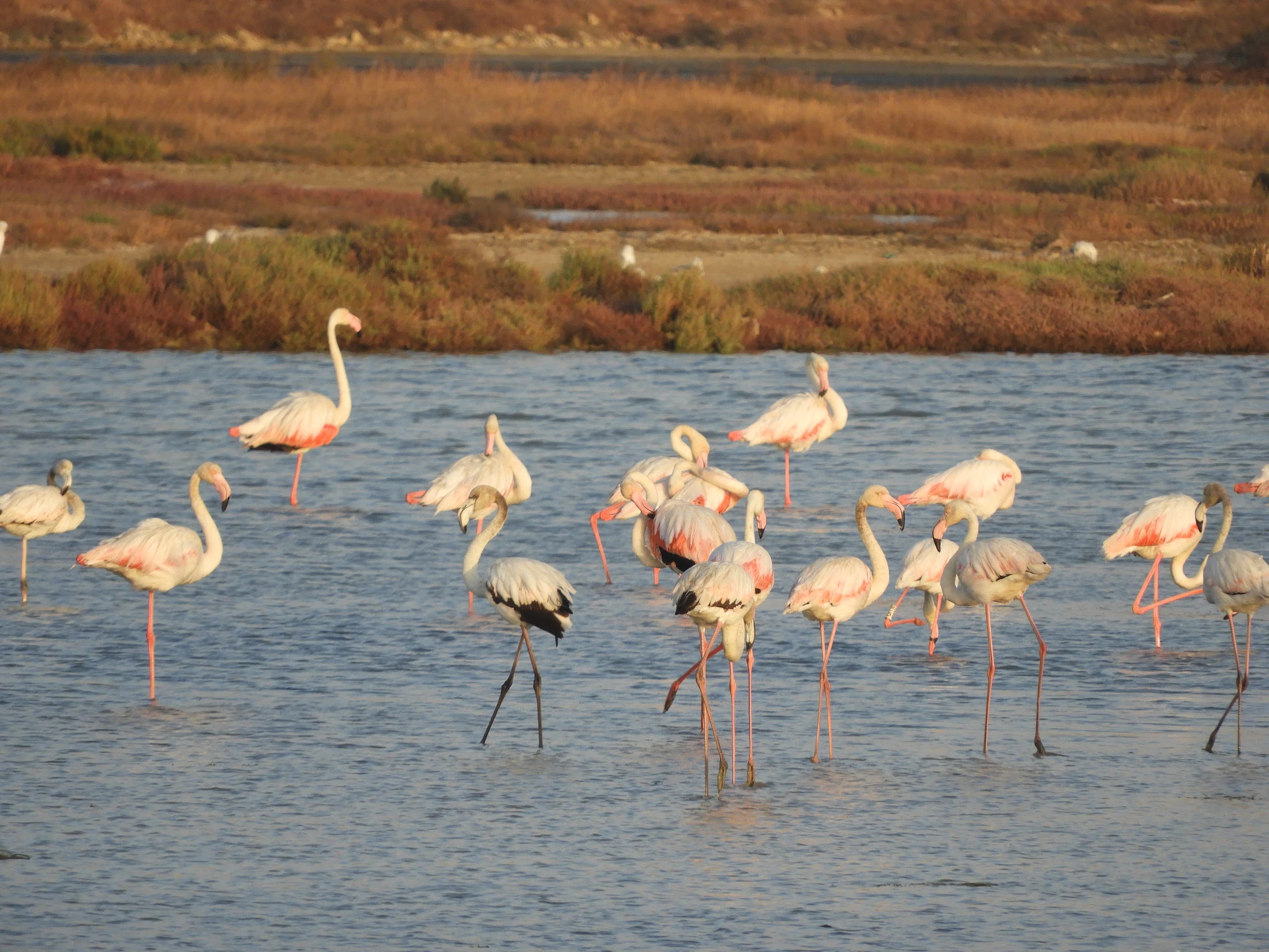 Flamencos en las marismas de Barbate. Fotografía de David Collis Luque