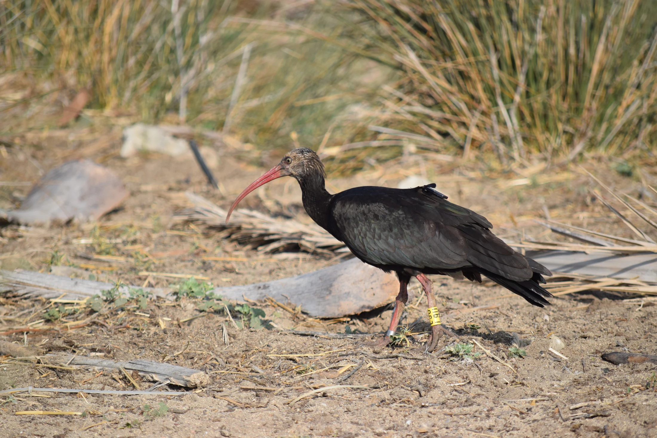 Ibis eremita en la marisma de Barbate. Fotografía de David Collis Luque