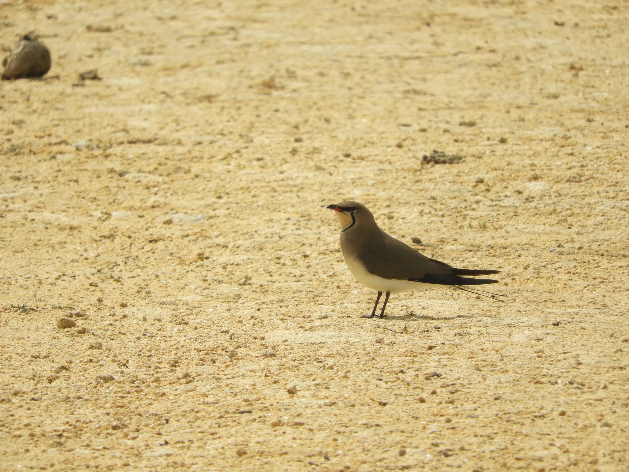 Canastera en las marismas de Babrbate. Fotografía de David Collis Luque