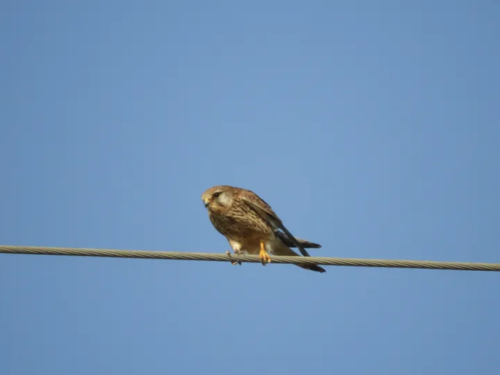 Cernícalo en la antigua laguna de La Janda