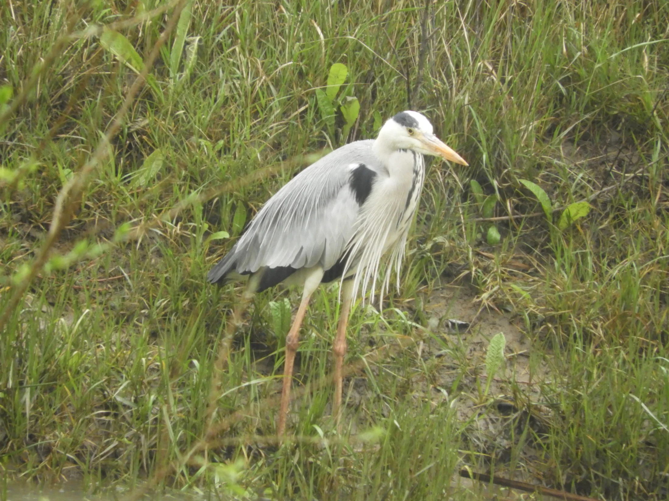 Garza real en La Barca de Vejer. Fotografía de David Collis Luque