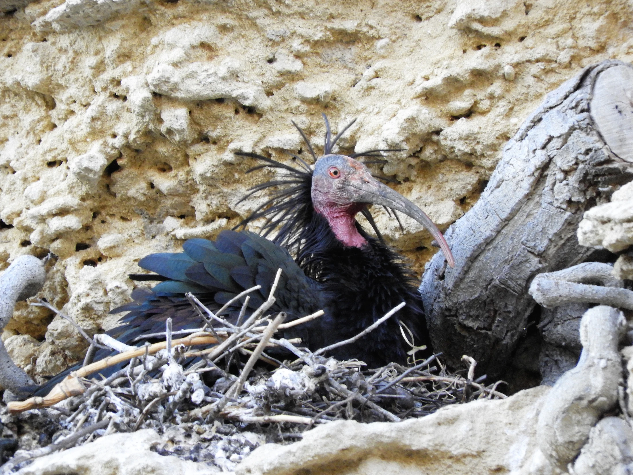 Ibis eremita en La Barca de Vejer de la Fra.. Fotografía de David Collis Luque