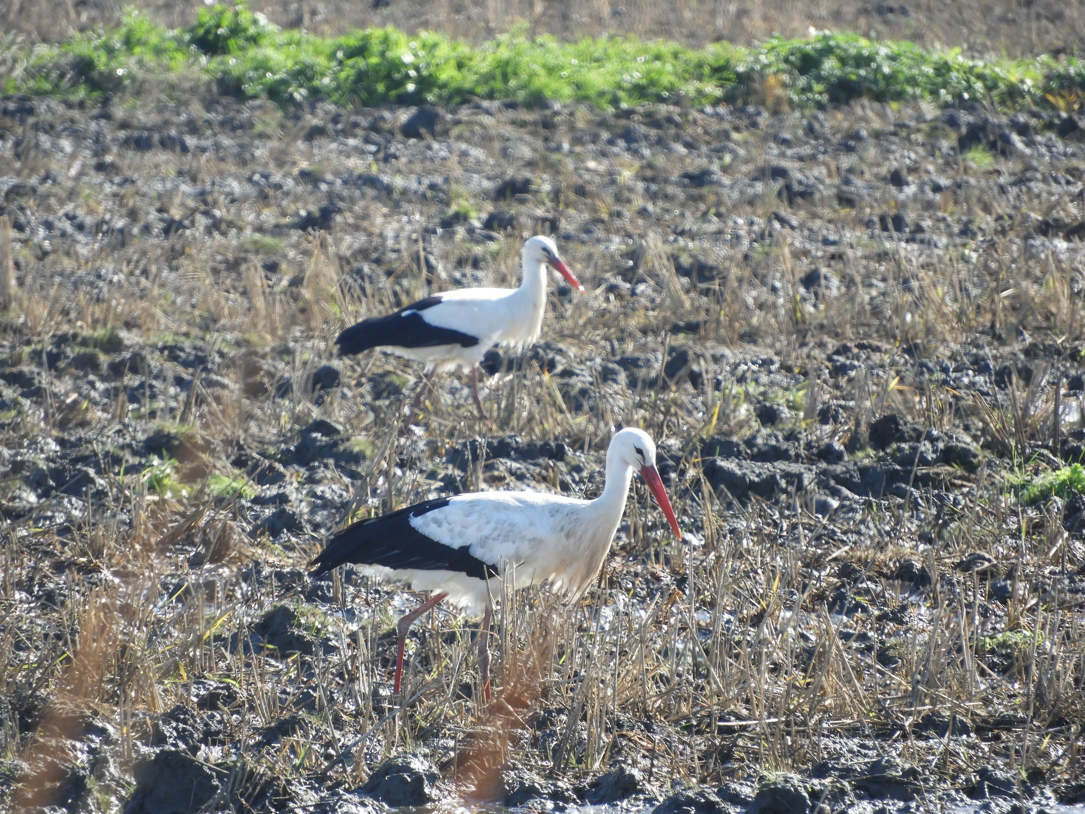 Cigüeñas en la antigua laguna de La Janda. Fotografía de David Collis Luque