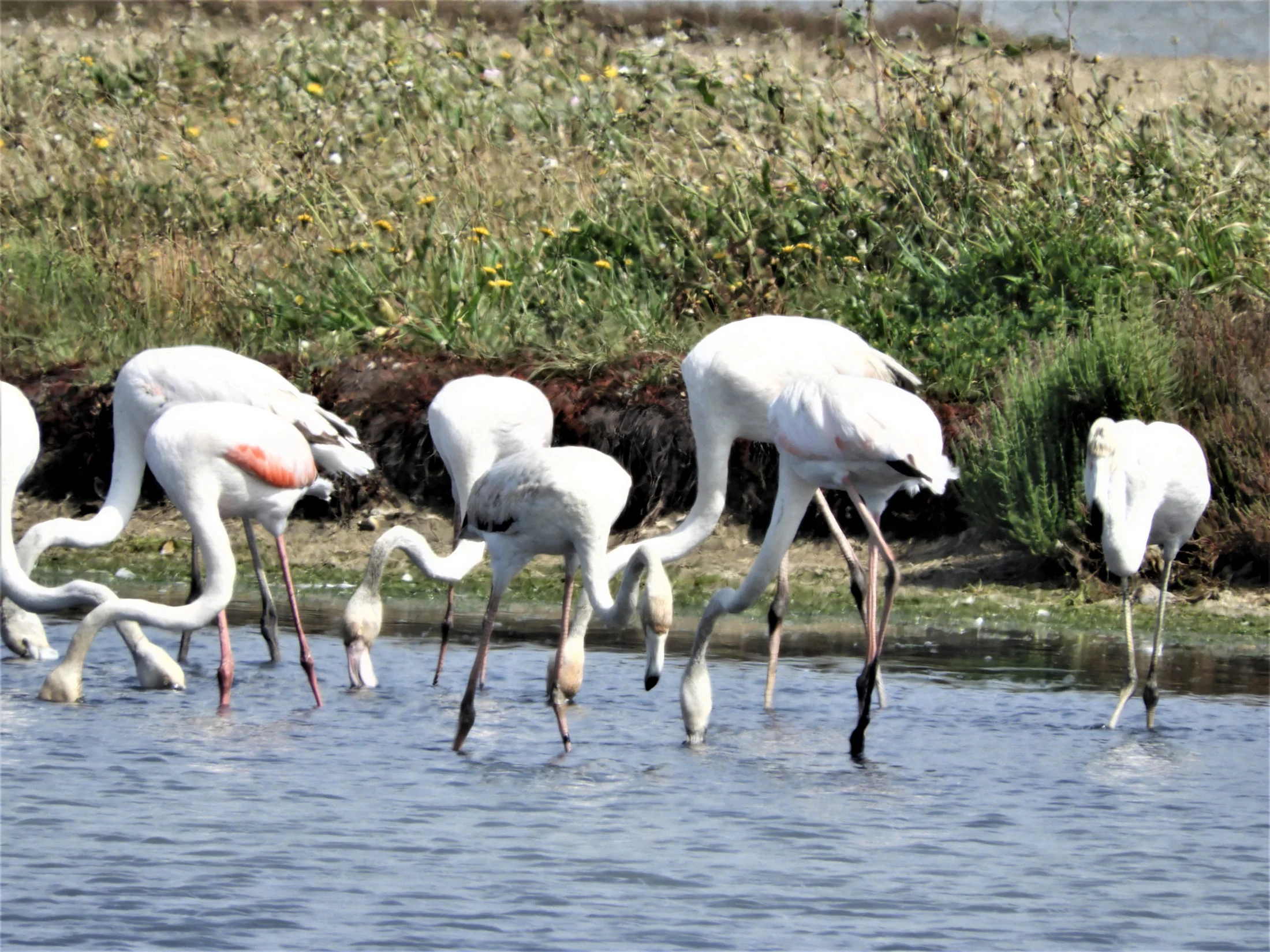 Flamencos en la marisma de Barbate. Fotografía de David Collis Luque
