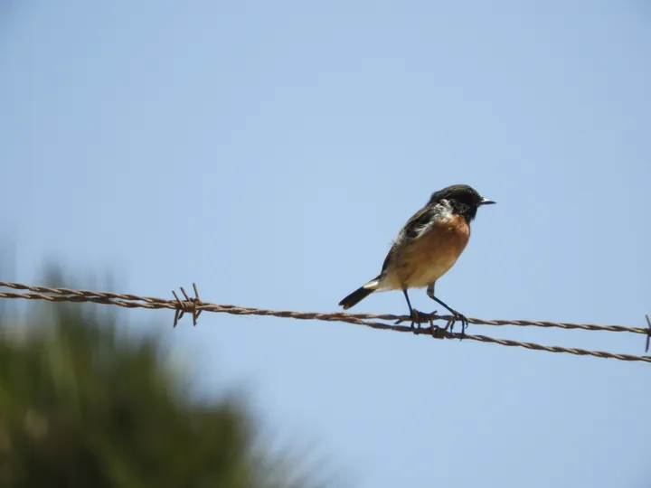 Tarabilla común macho en la marisma de Barbate