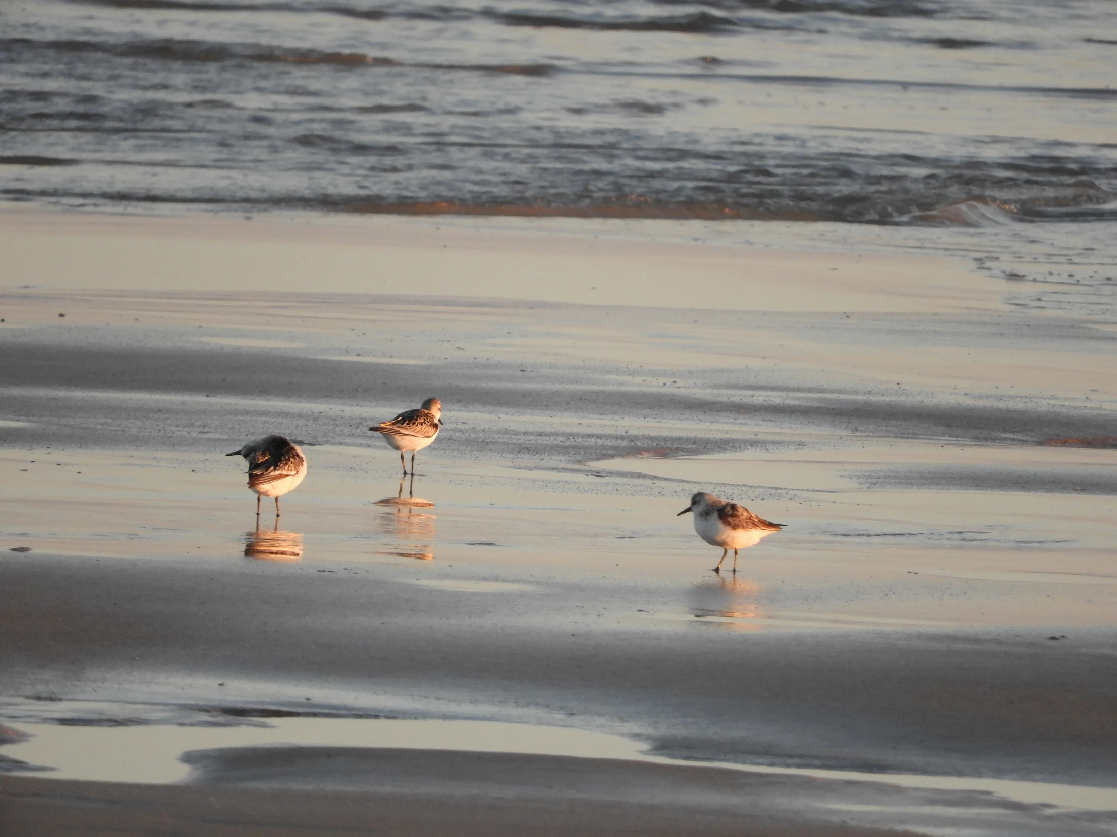 Correlimos tridáctilo en la playa de El Palmar. Fotografía de David Collis Luque