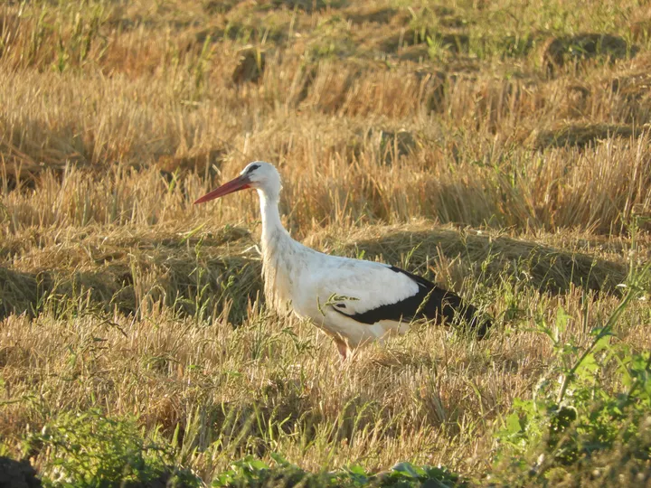 Cigüeña en la Laguna de La Janda