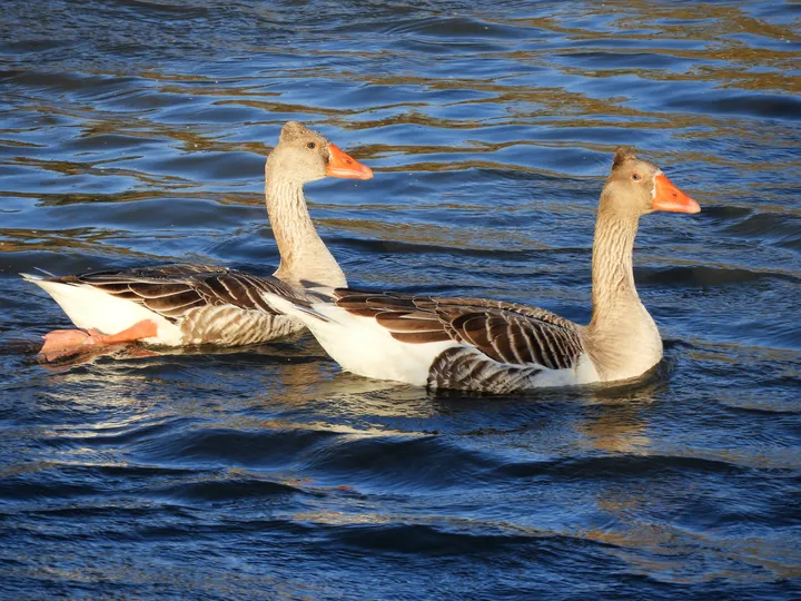 Ánsar común en la antigua Laguna de La Janda