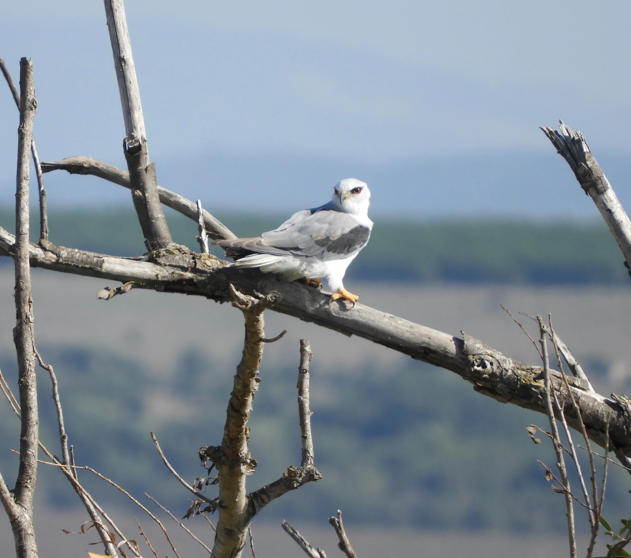 Elanio común en la antigua laguna de La Janda. Fotografía de David Collis Luque
