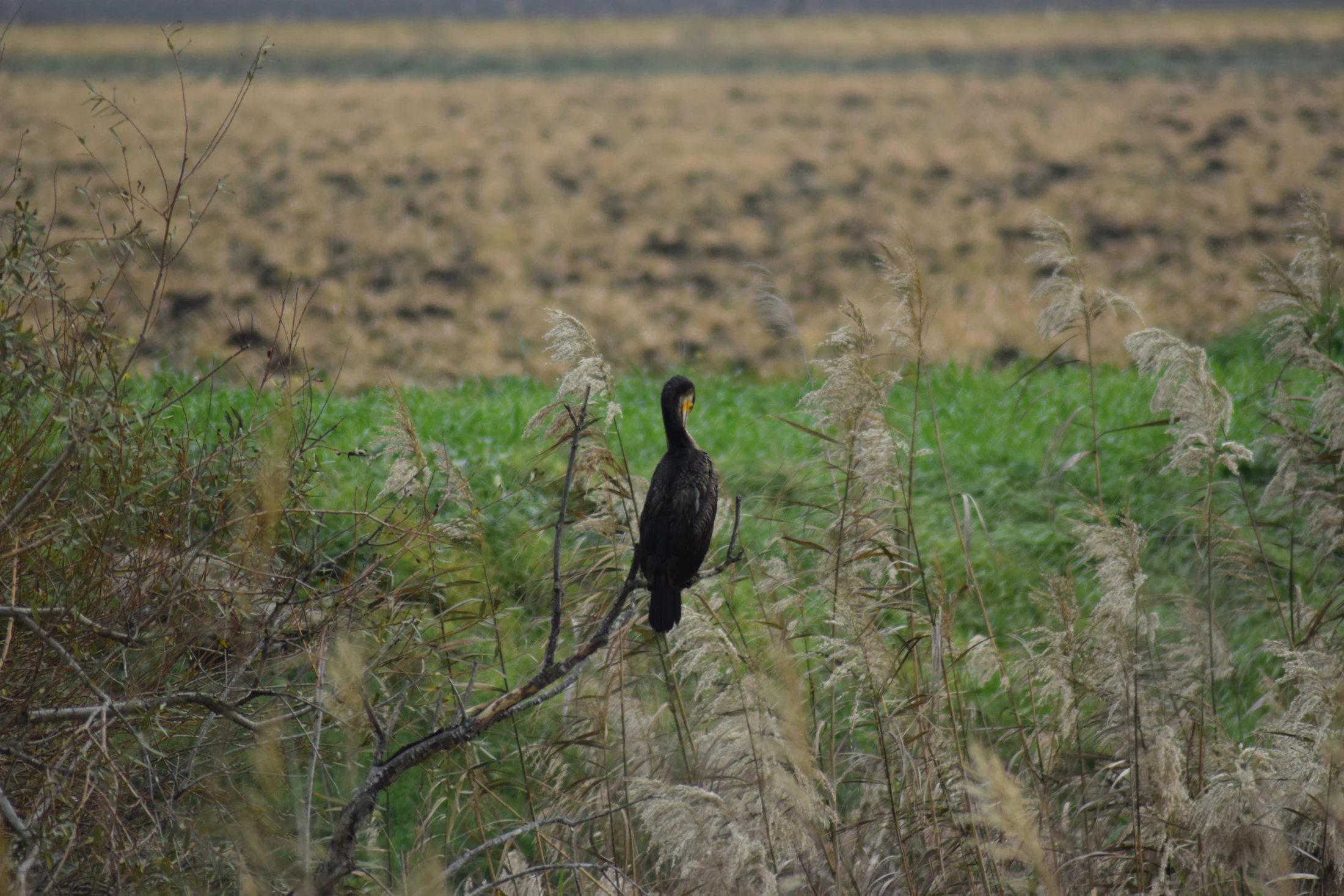 Cormorán en la antigua laguna de La Janda. Fotografía de David Collis Luque