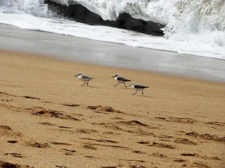 Charrán patinegro en la playa de El Palmar