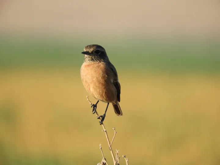Tarabilla común hembra en la antigua laguna de La Janda