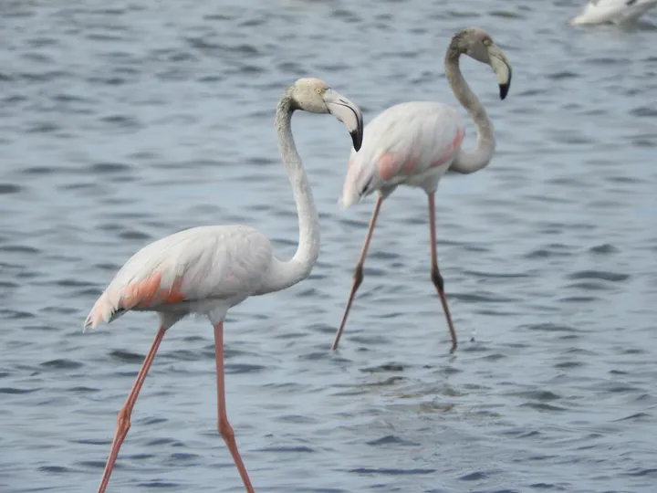 Flamencos en la marisma de Barbate