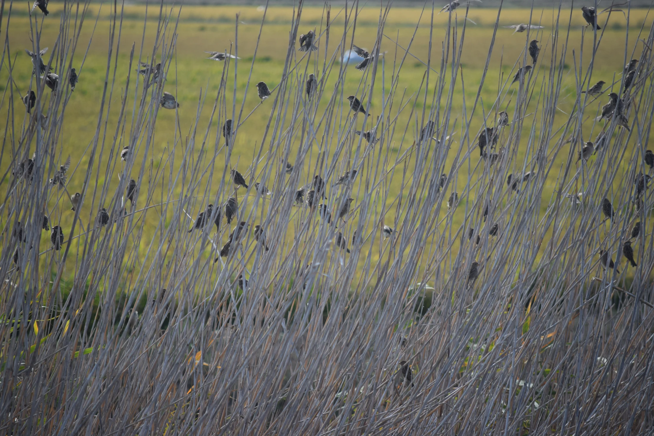 Bandada de gorriones en la antigua Laguna de La Janda. Fotografía de David Collis Luque