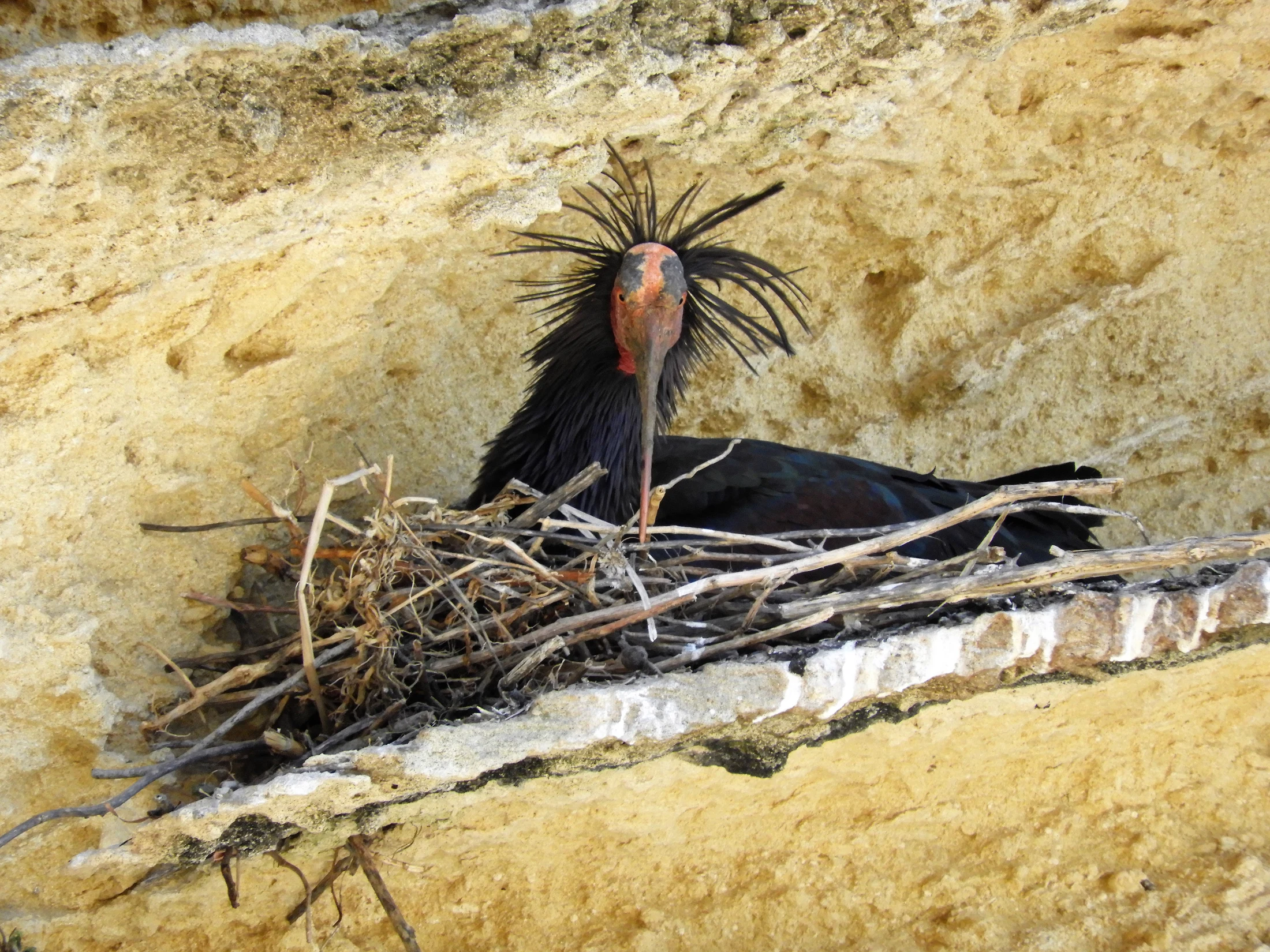 Ibis eremita en La Barca de Vejer de la Fra.. Fotografía de David Collis Luque