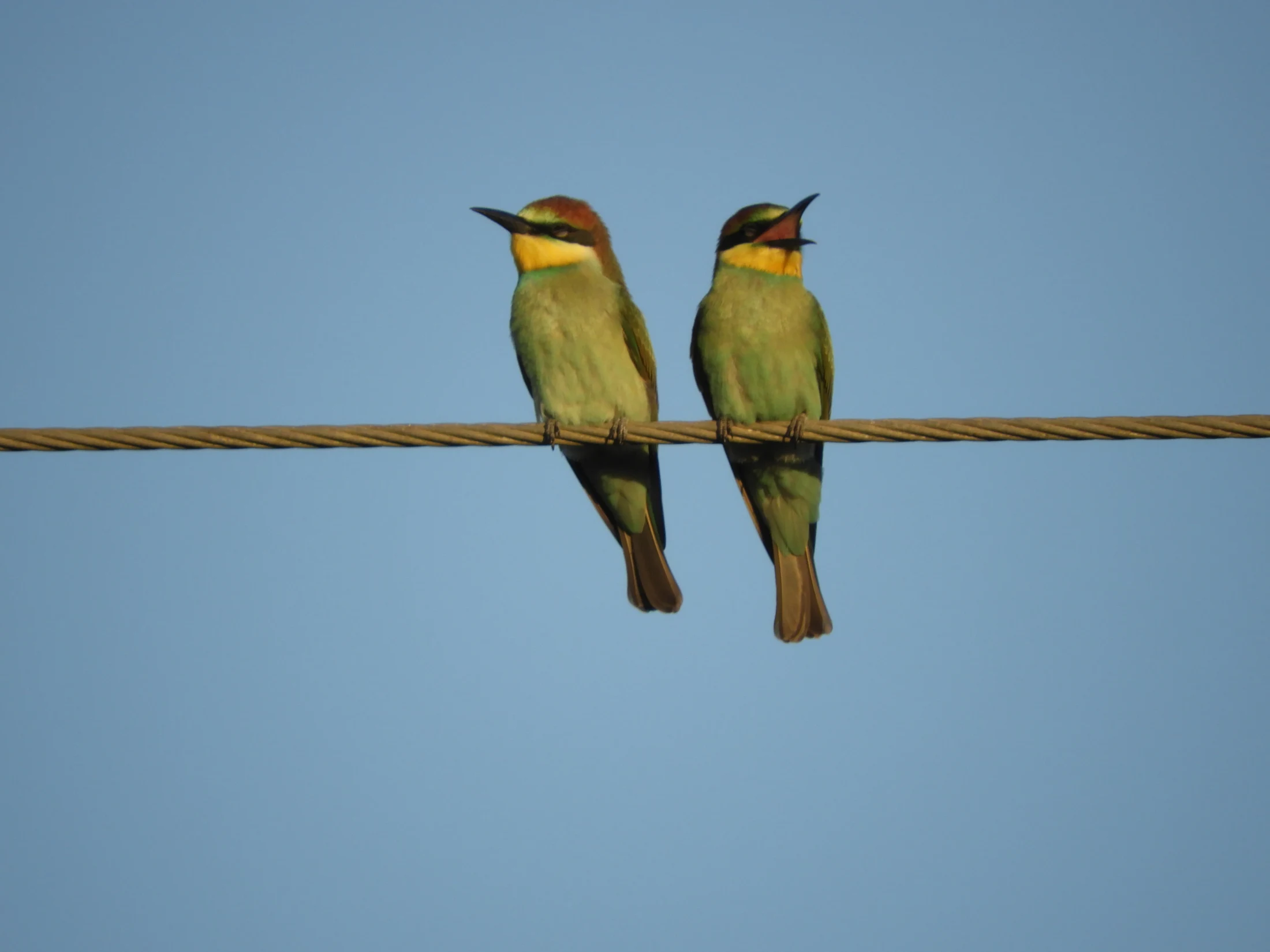 Abejarucos en la antigua laguna de La Janda. Fotografía de David Collis Luque