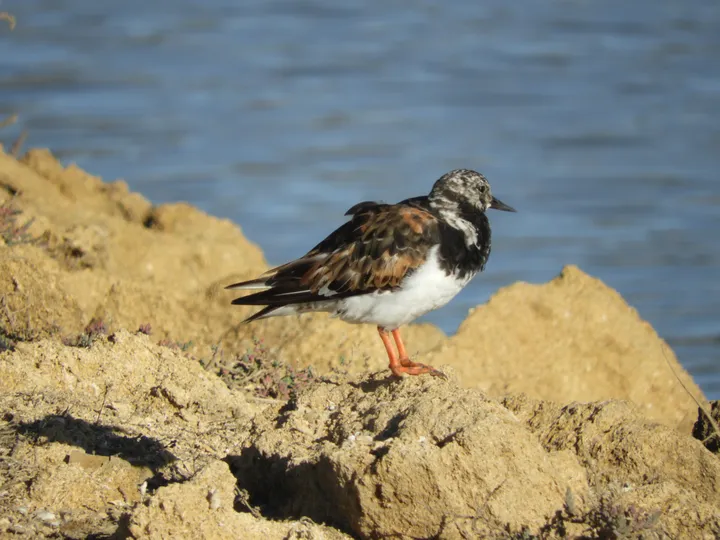 Vuelvepiedras  en la marisma de Barbate
