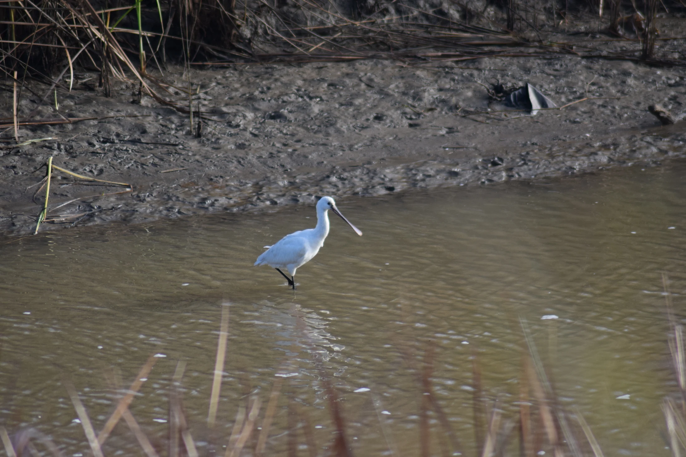Espátula en la antigua laguna de La Janda. Fotografía de David Collis Luque