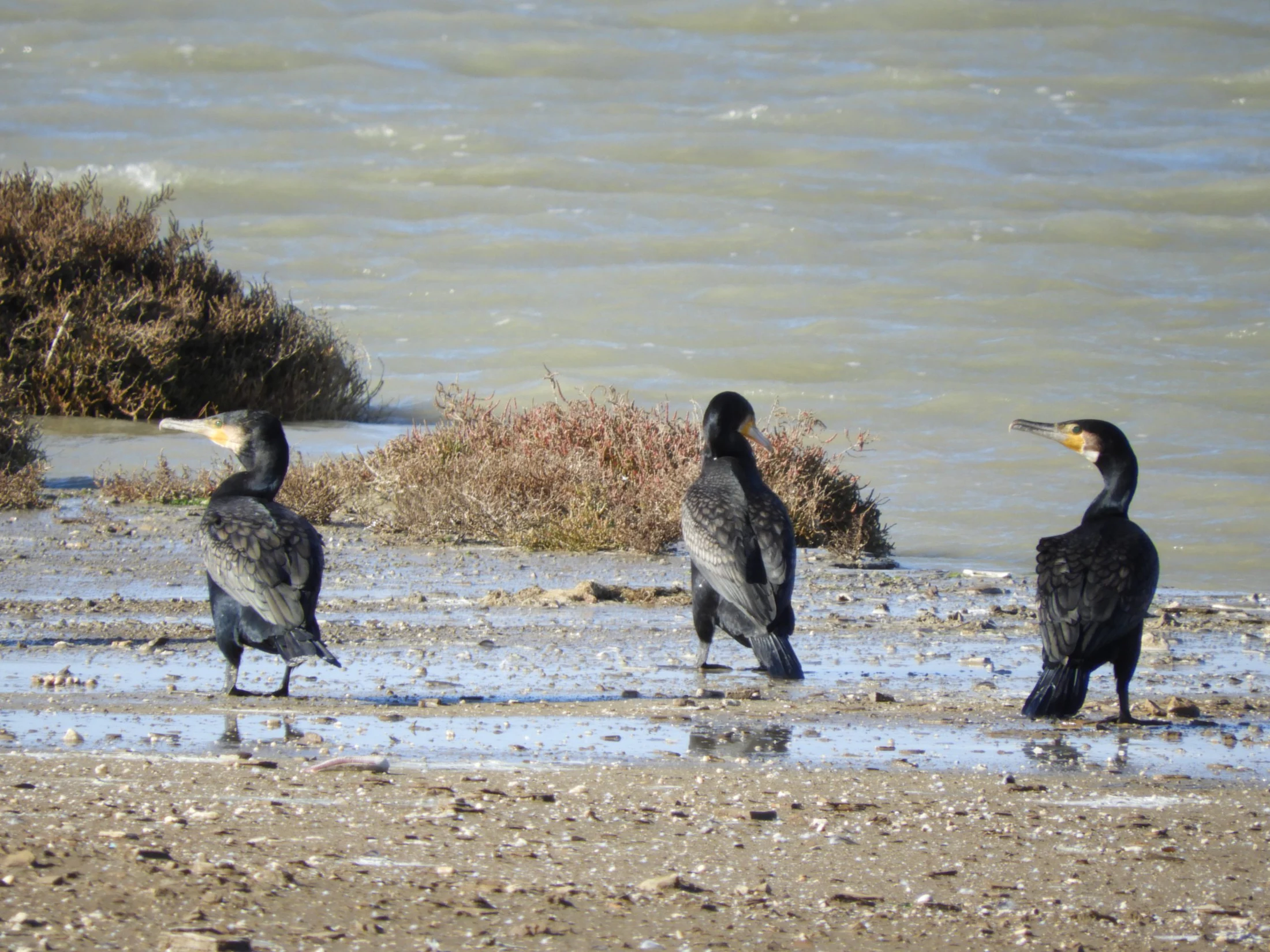 Cormoranes en la marisma de Barbate. Fotografía de David Collis Luque