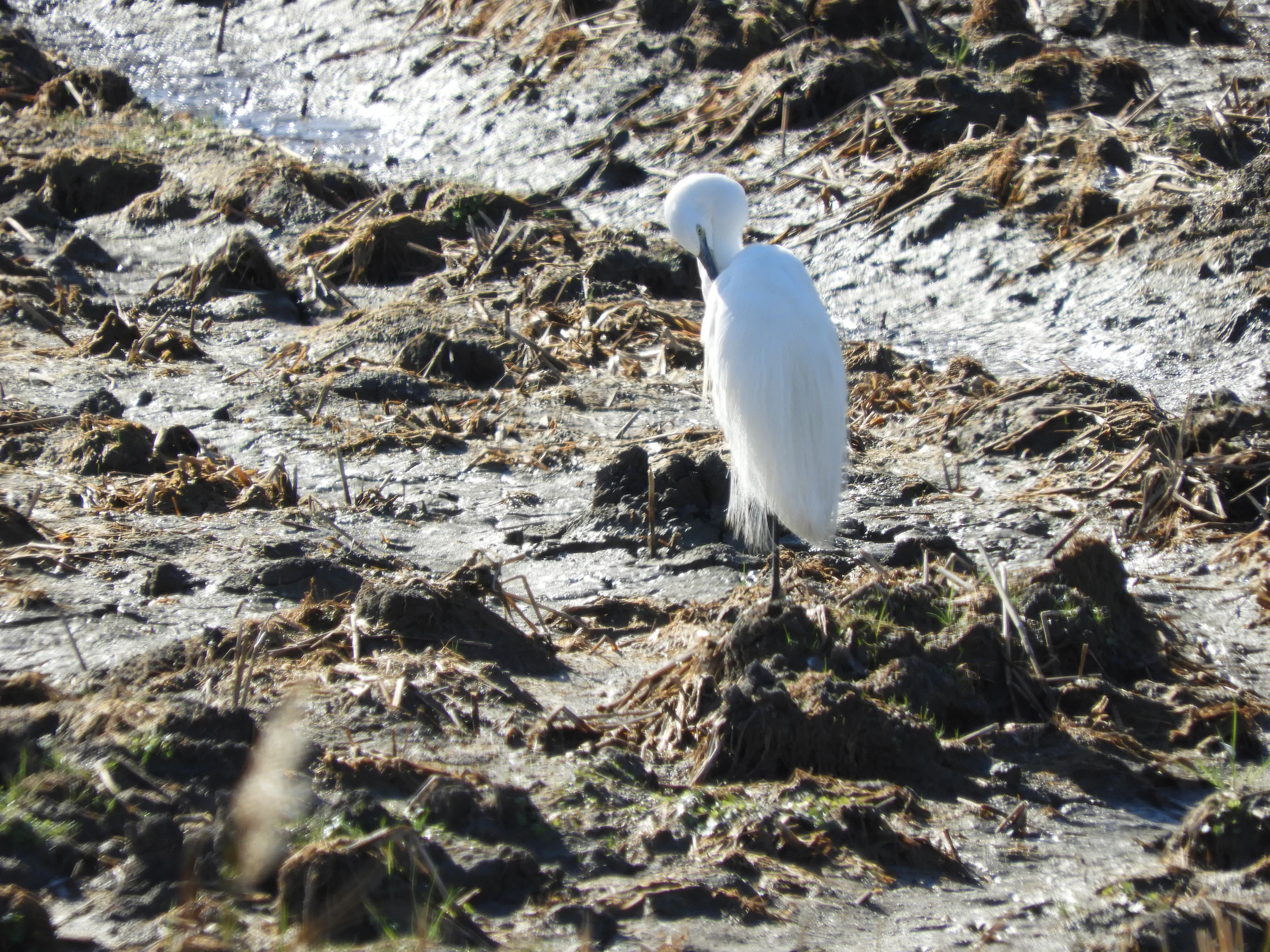 Garceta en la antigua laguna de La janda. Fotografía de David Collis Luque