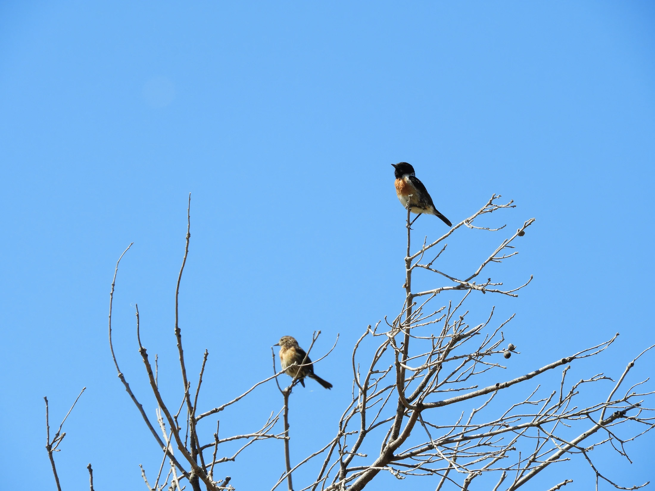 Pareja de tarabillas en la marisma de Barbate. Fotografía de David Collis Luque