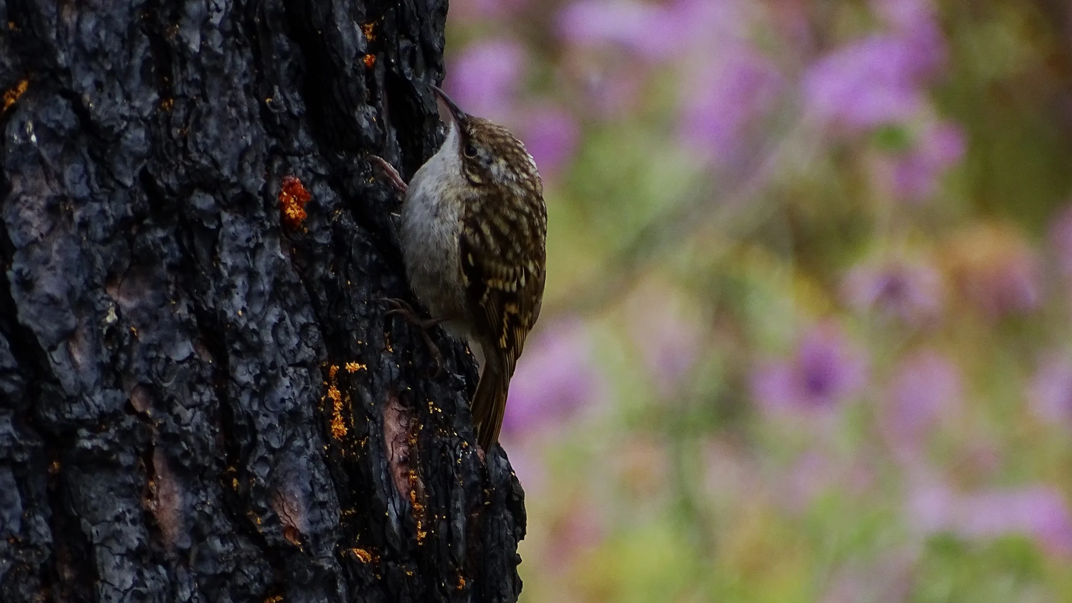 Agateador europeo en Galicia. Fotografía de Mingucho