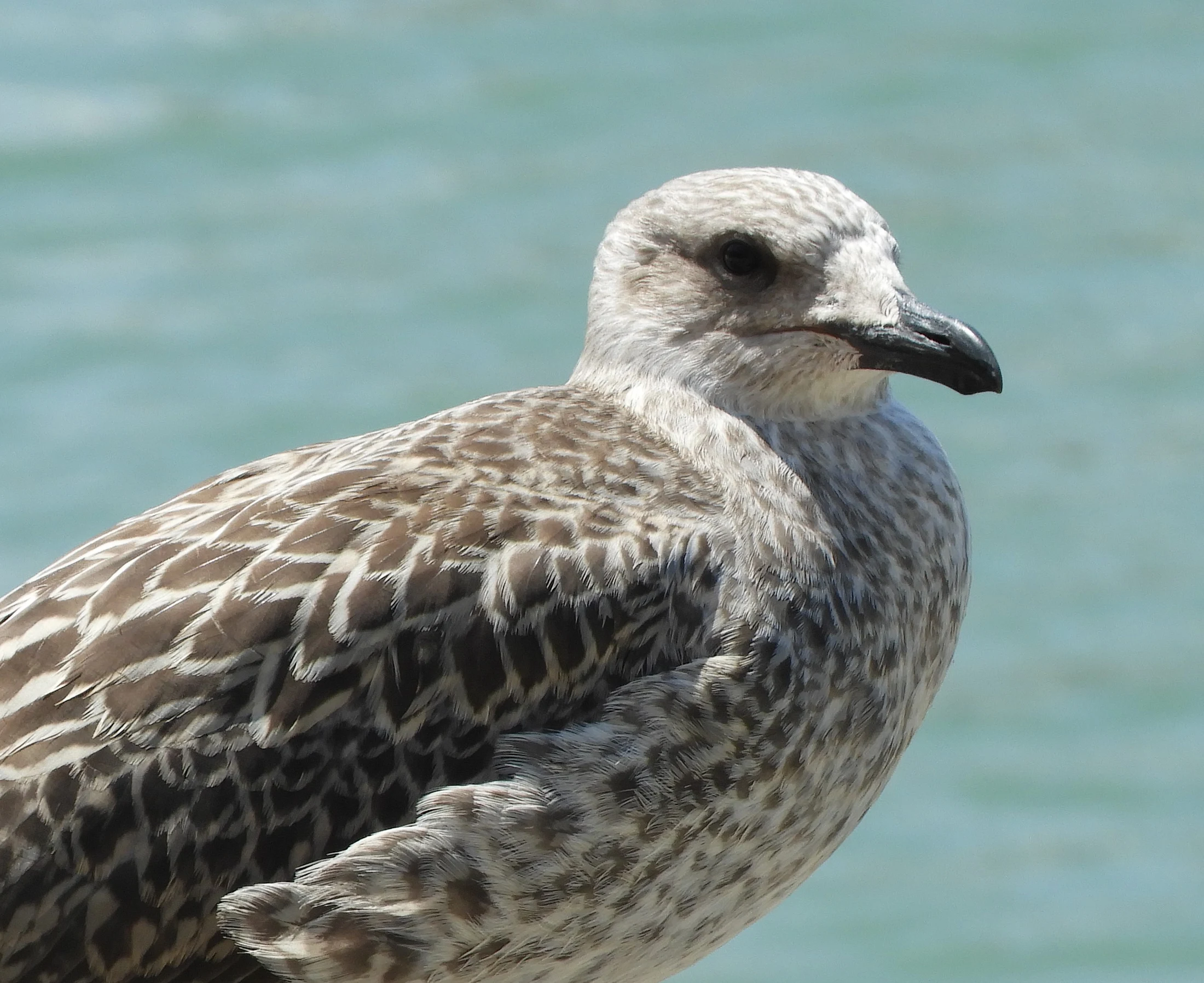 Gaviota joven en el puerto de Conil. Fotografía de David Collis Luque