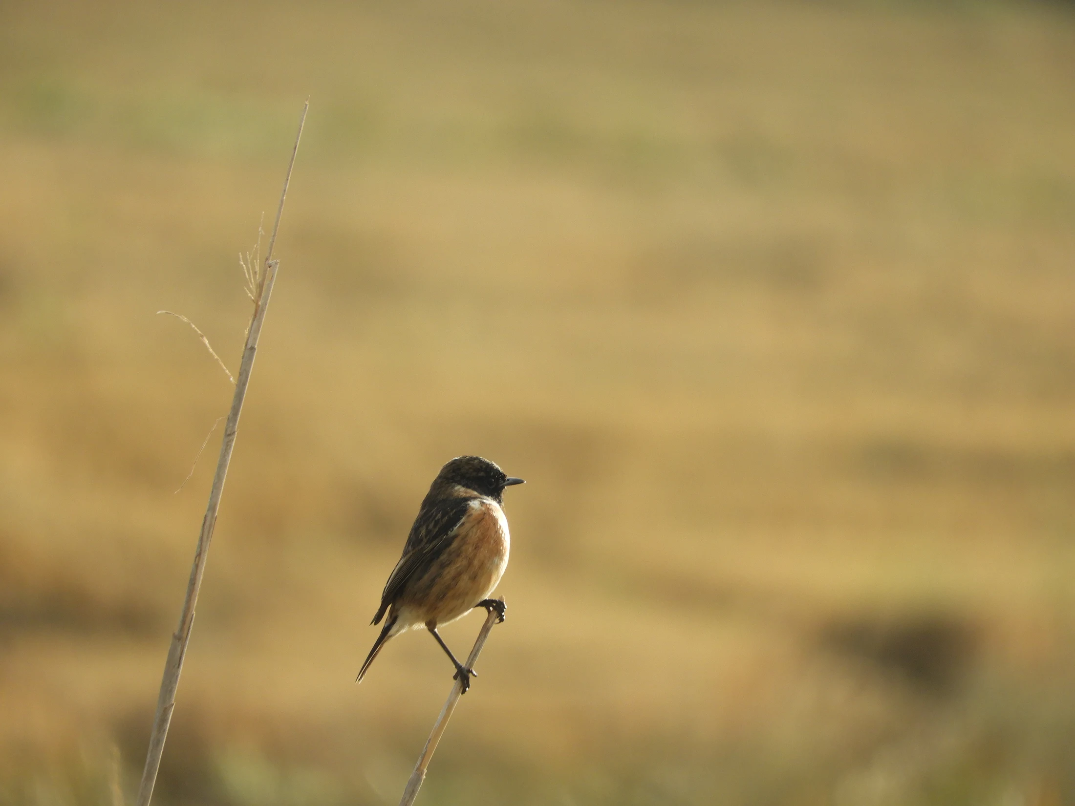 Tarabilla común en la antigua Laguna de La Janda. Fotografía de David Collis Luque