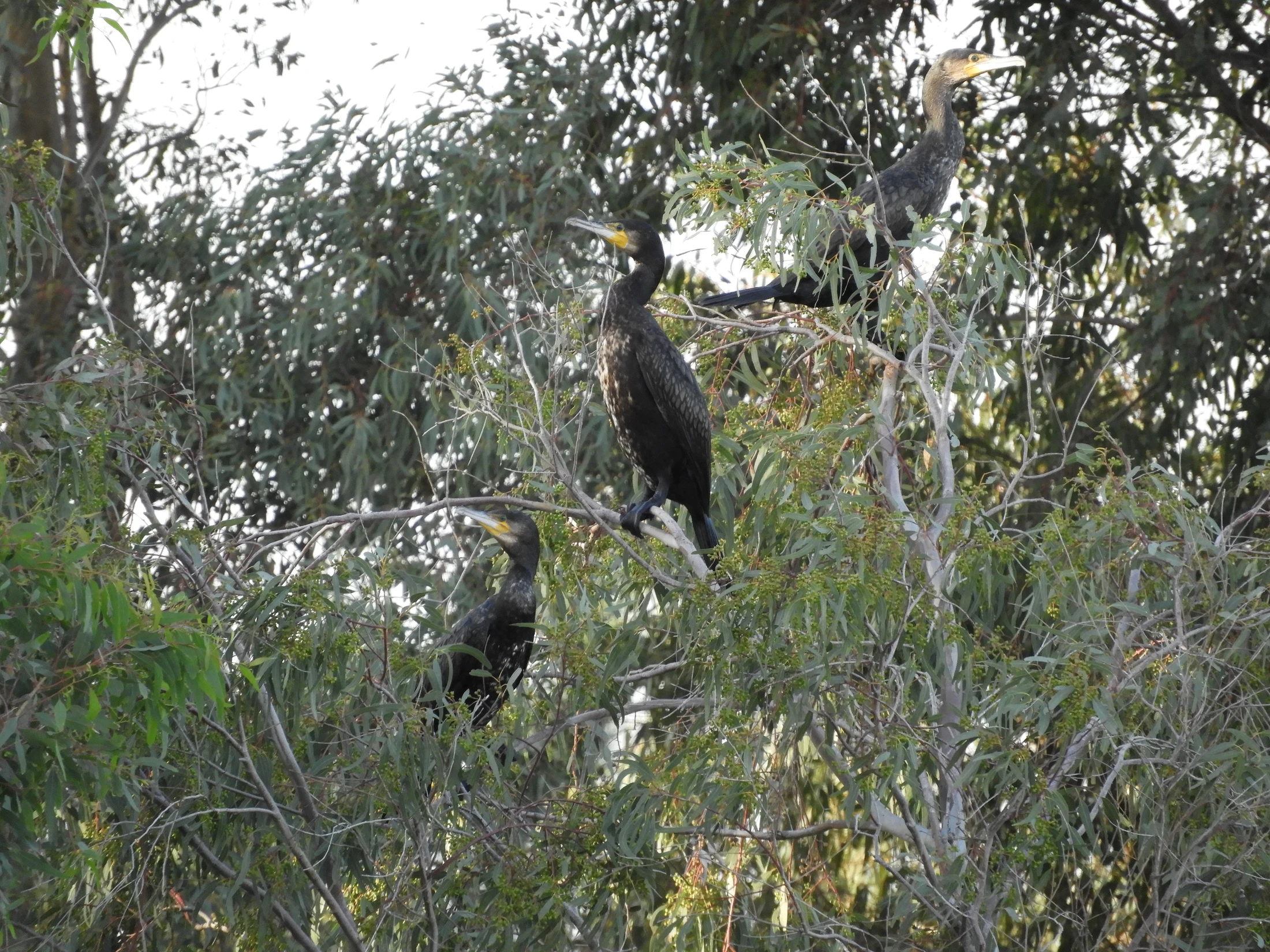 Cormoranes en la antigua laguna de La Janda. Fotografía de David Collis Luque