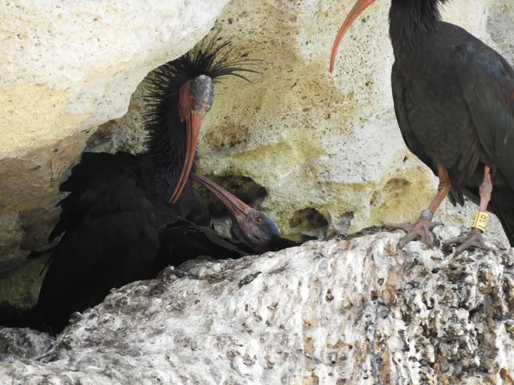 Ibis eremita con cría en La Barca de Vejer de la Fra.