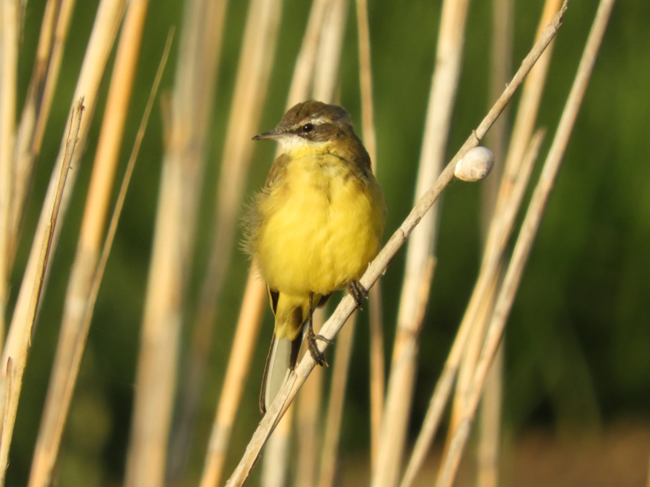 Lavandera boyera en la antigua laguna de La Janda. Fotografía de David Collis Luque