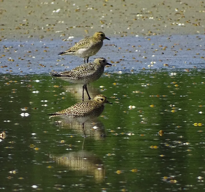 Chorlitos dorados en Galicia