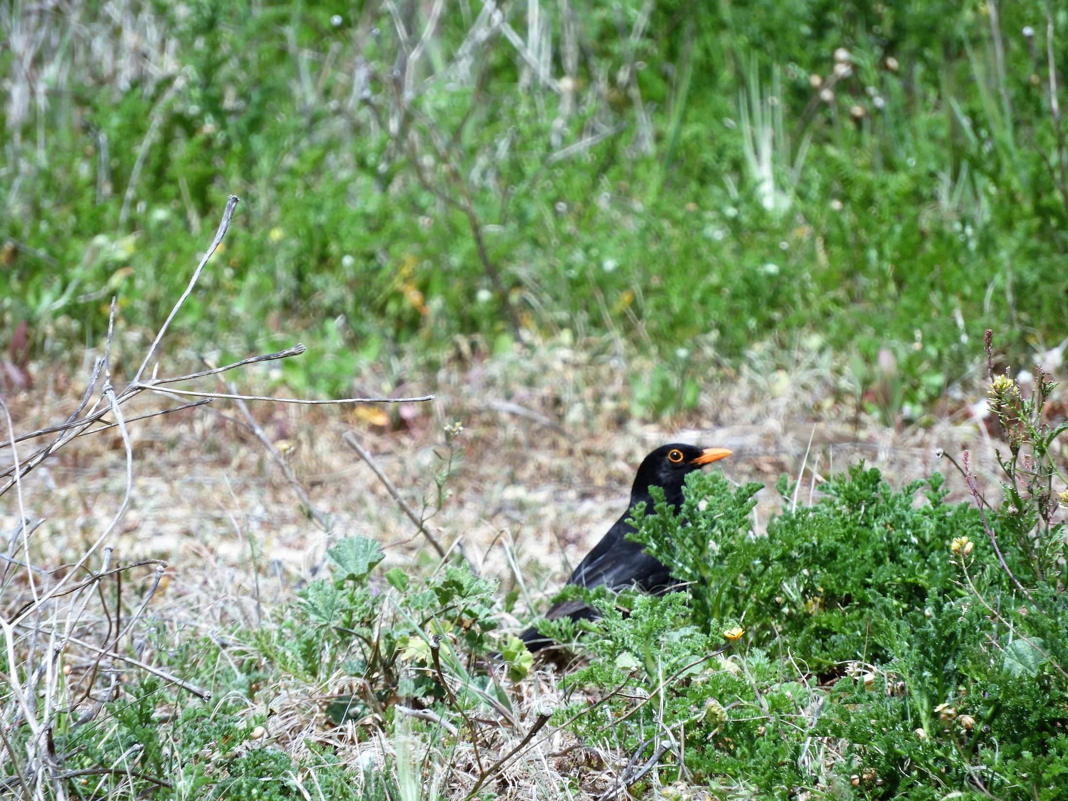 Mirlo en el arroyo Conilete de El Palmar. Fotografía de David Collis Luque