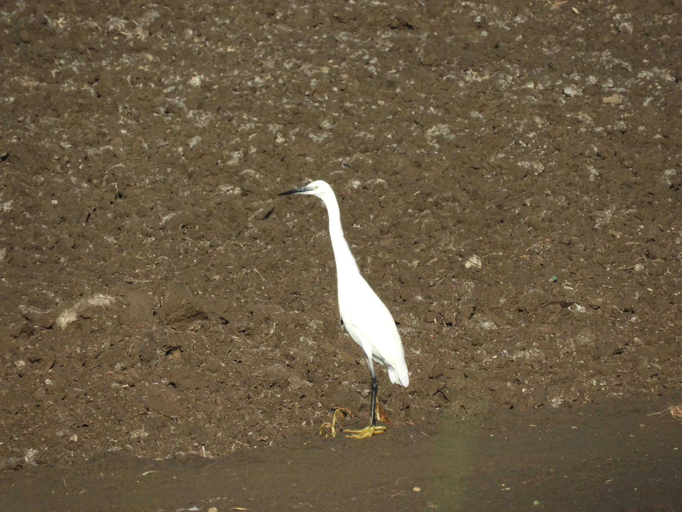 Garceta común en la antigua laguna de La Janda. Fotografía de David Collis Luque