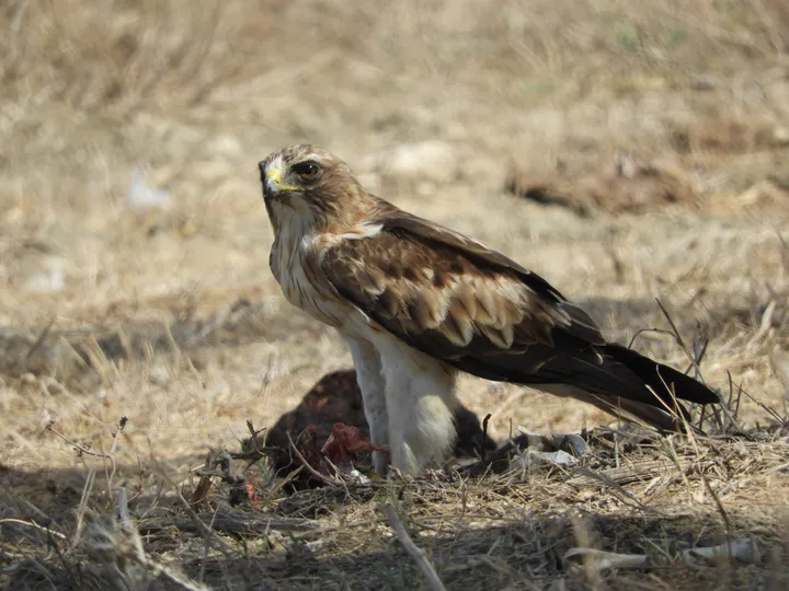 Águila calzada en la marisma de Barbate