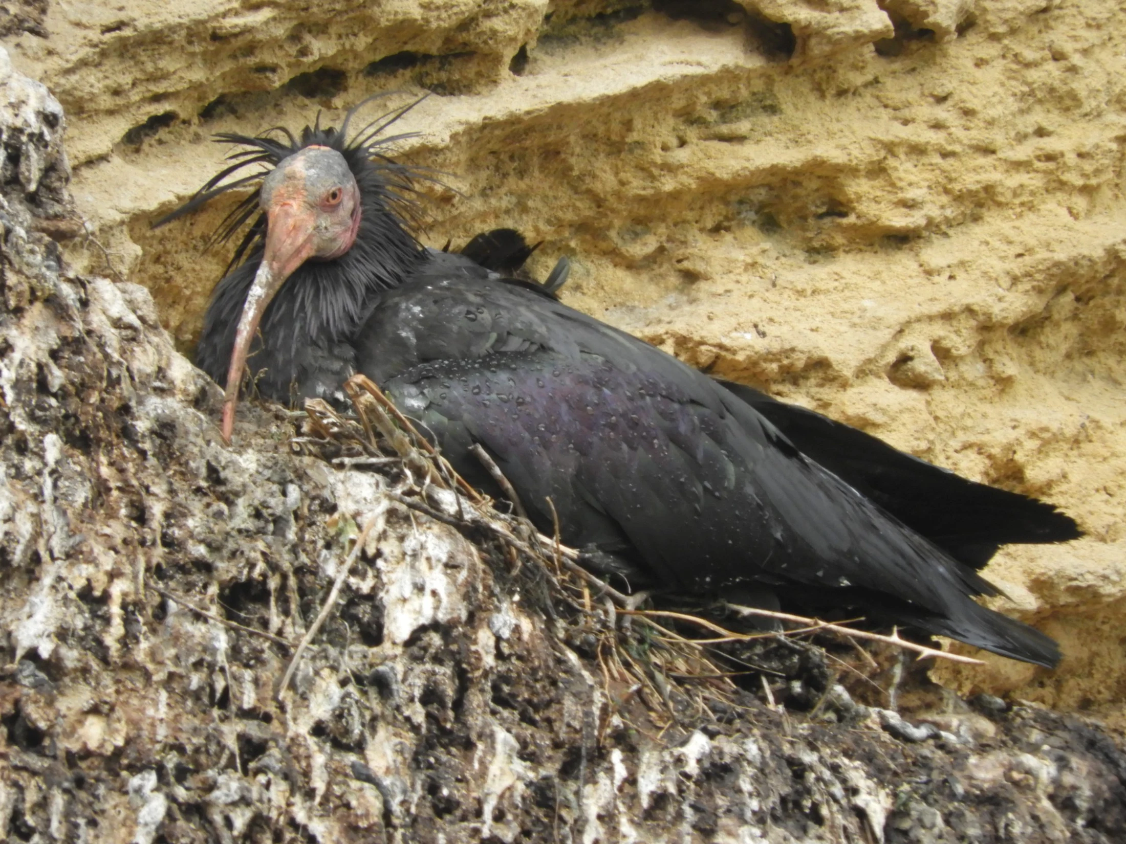 Ibis eremita en la Barca de Vejer de la Fra.. Fotografía de David Collis Luque