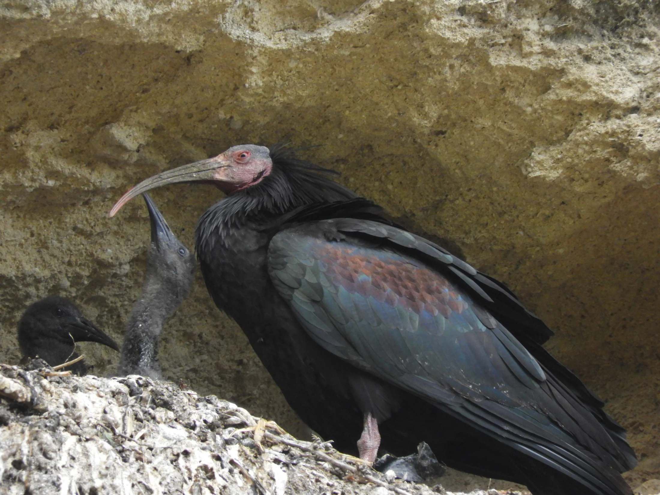 Ibis eremita en La Barca de Vejer. Fotografía de David Collis Luque