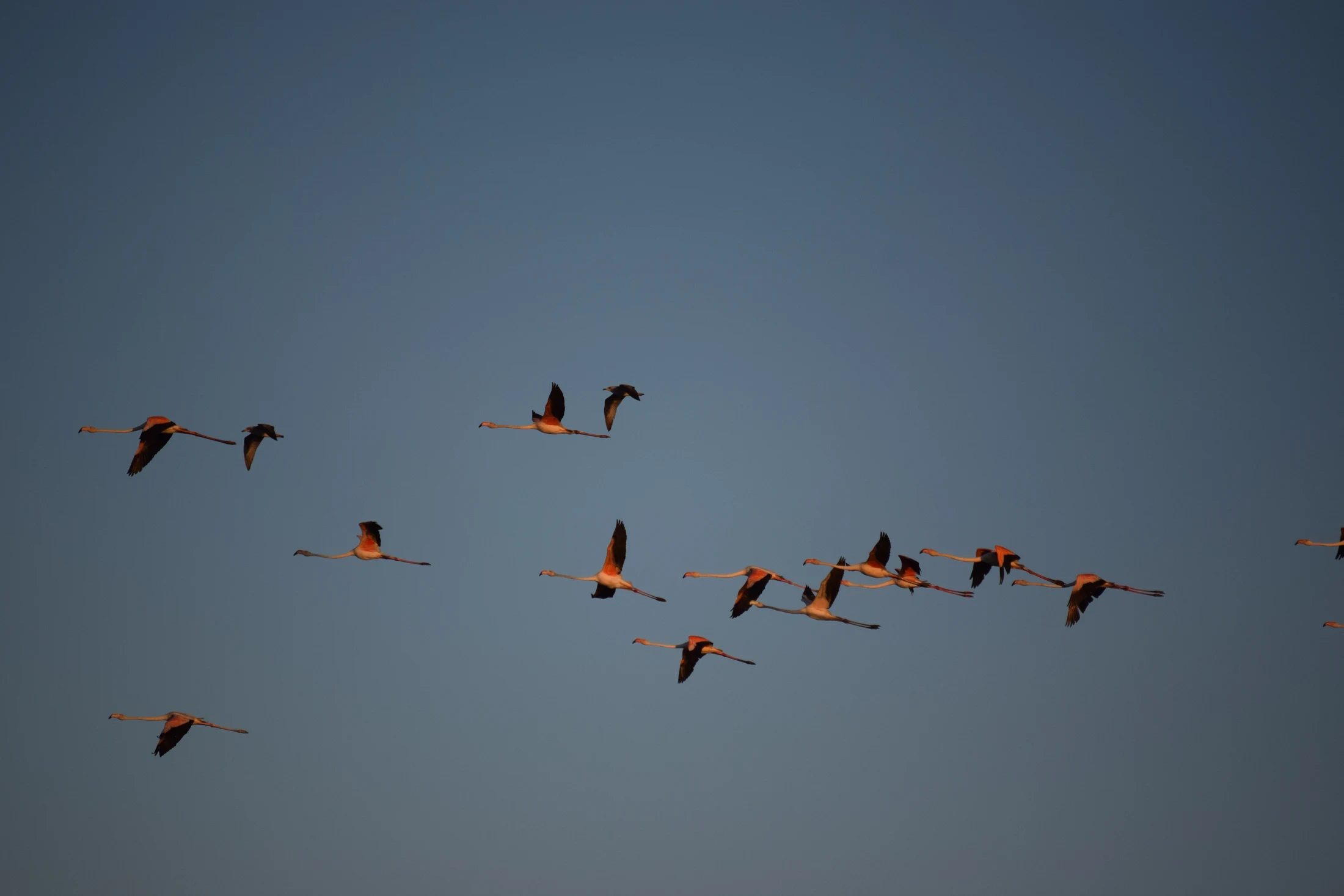 Flamencos en la marisma de Barbate. Fotografía de Violeta Collis Calvellido