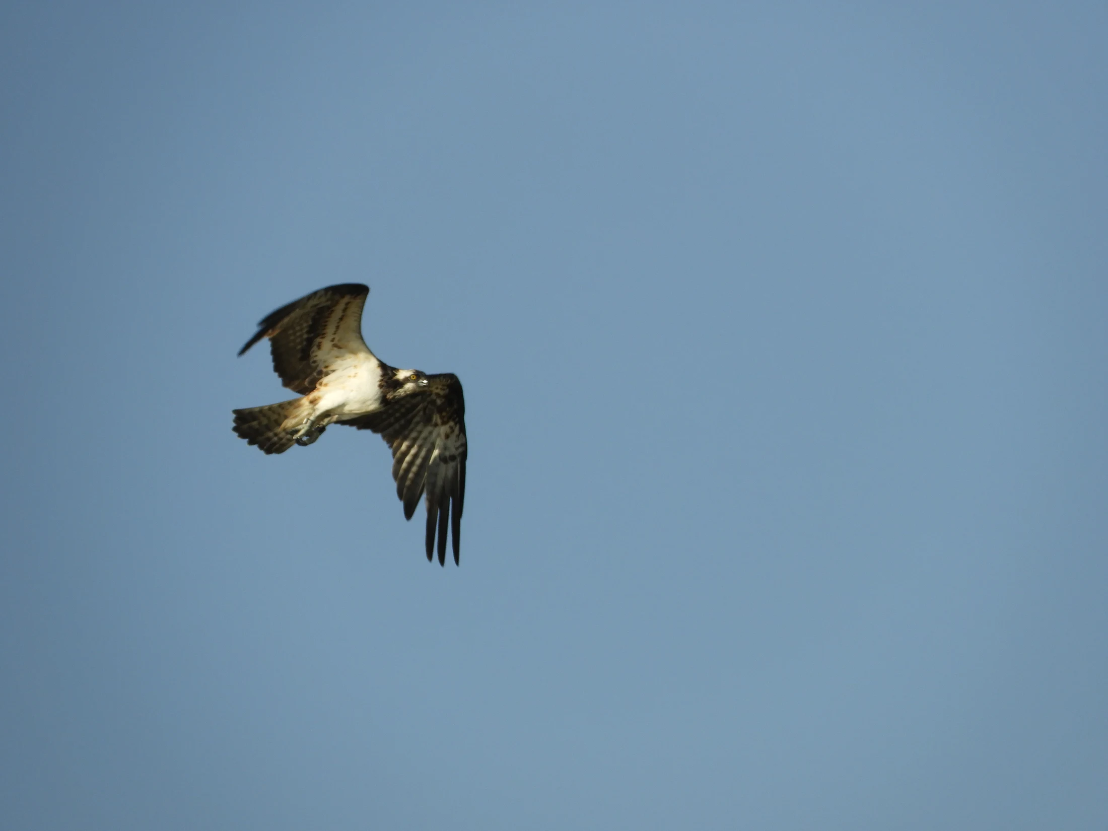 Águila pescadora en la marisma de Barbate. Fotografía de David Collis Luque