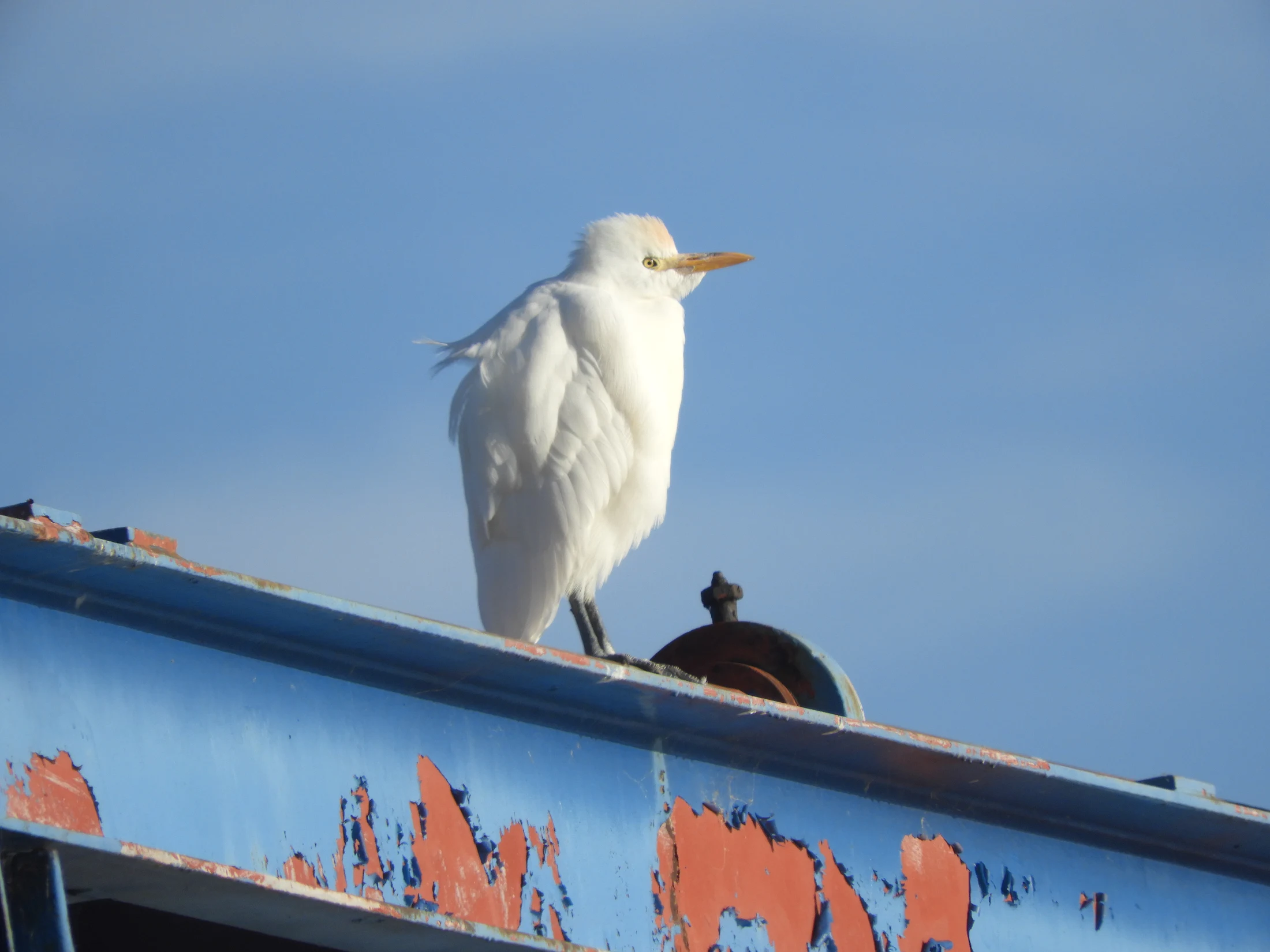 Garcilla bueyera en la antigua laguna de La Janda. Fotografía de David Collis Luque