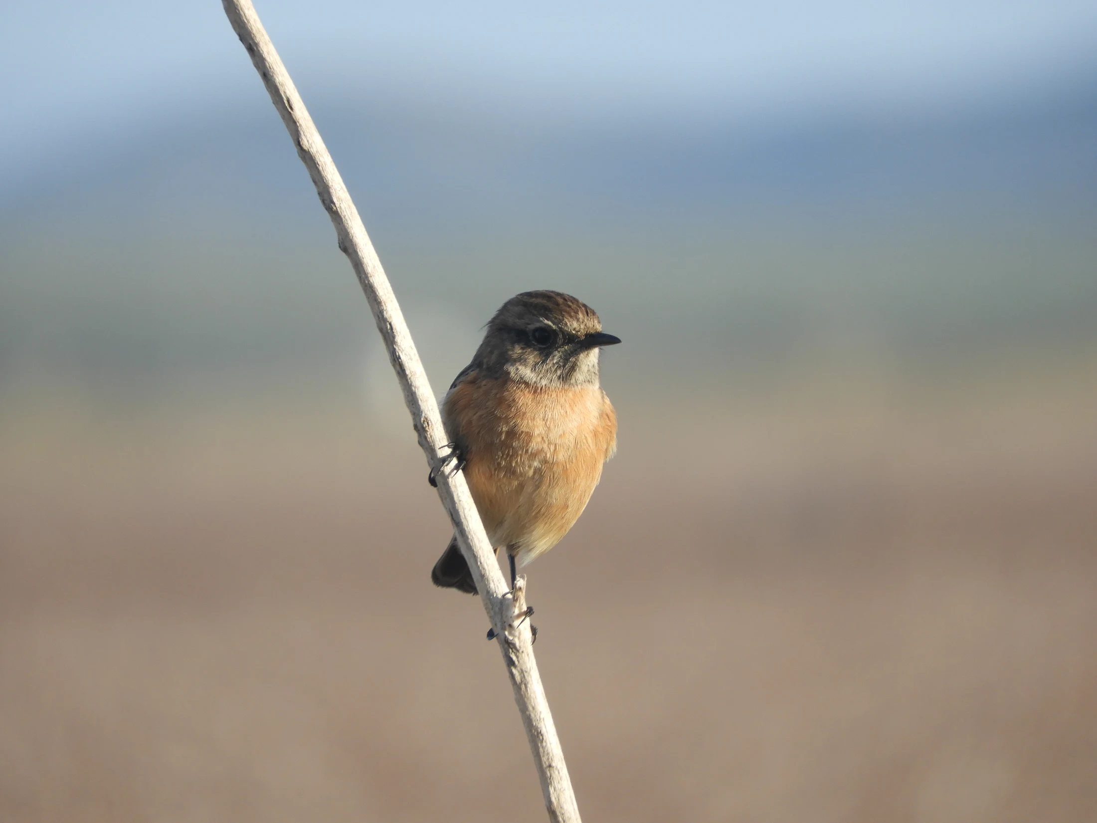 Tarabilla común hembra en la antigua laguna de La Janda. Fotografía de David Collis Luque