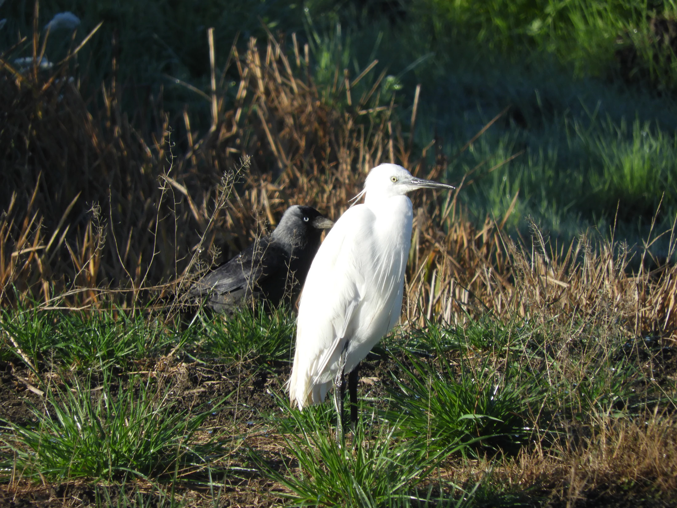 Garceta y grajilla en la antigua laguna de La Janda. Fotografía de David Collis Luque