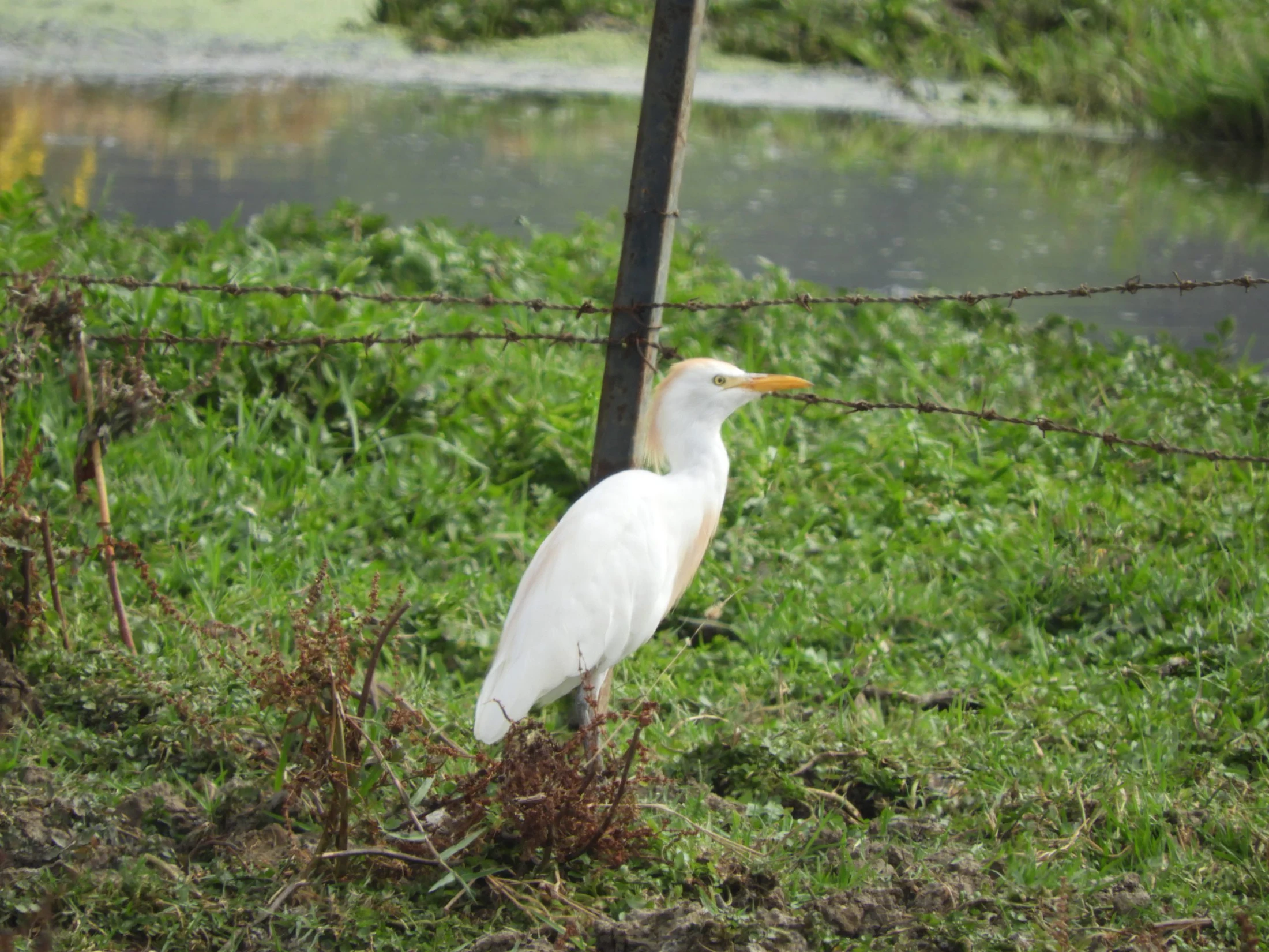 Garza bueyera en la marisma de Barbate. Fotografía de David Collis Luque