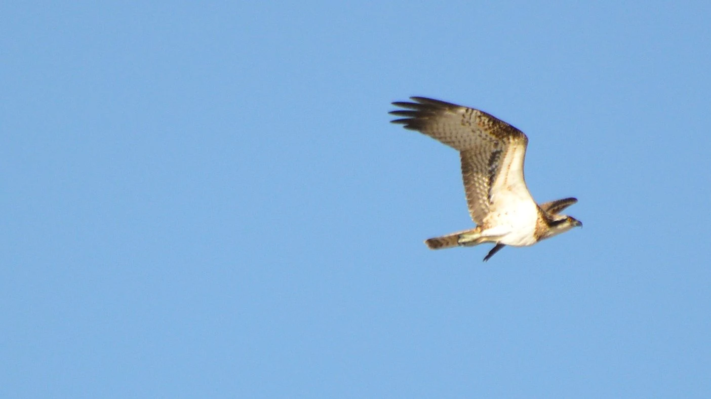 Águila pescadora (Marisma de Cetina, Puerto Real). Fotografía de Juan José Rubal Lobo